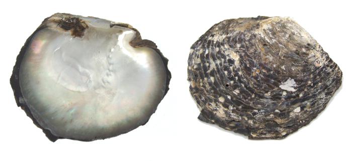 Perlenmuschel - Pinctada margaritifera